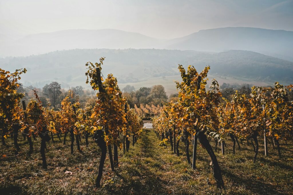 Comment estimer la valeur d&rsquo;un domaine viticole ?